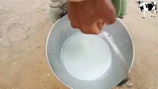 Buffalo Milking Without Machine Woman Hand in Fasted Milking || Mahesh Thakor