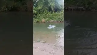King salmon  on the fly rod Ontario tributary