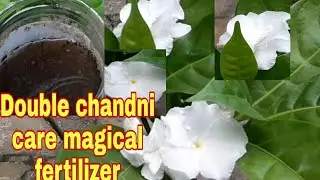 Double chandni care fertilizer. /  Crape jasmine care.