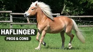 Haflinger Horse Pros and Cons - Haflinger Horse Advantages and Disadvantages