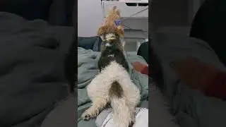 1Балдею!#dog #foxterrier #shorts #relax#massage#doglife