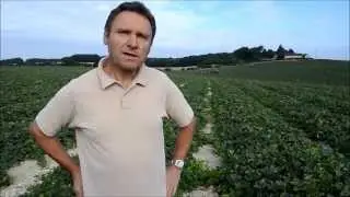 Melon du Haut Poitou : bilan de la saison 2015 en Touraine