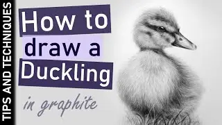 How to draw a Duckling in graphite | Tips for drawing fur and feathers