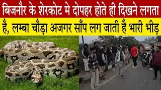 बिजनौर के शेरकोट मे लम्बा चौड़ा अजगर साँप बना शहर मे चर्चा का विषय, दोपहर मे आता है नजर