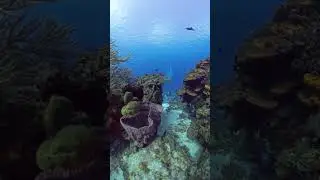 Palancar dive site. Cozumel 2026.