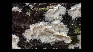 Phlebia centrifuga