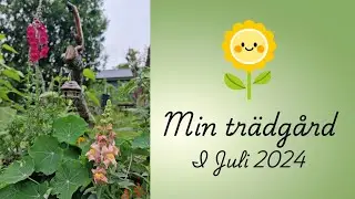 Min tr&auml;dg&aring;rd i juli 2024.