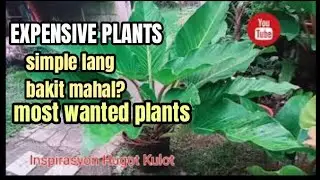 THE MOST WANTED PLANTS FOR THE PLANT ENTHUSIASTS #plantLovers