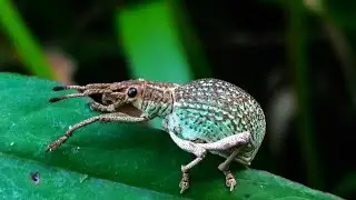 Kumbang bonggol daun perak-hijau.  (Phyllobius argentatus)