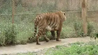 Xiongsen Bear and Tiger Mountain village