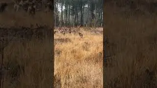 l&acirc;ch&eacute; 🤩 #sanglier #chasse #chien