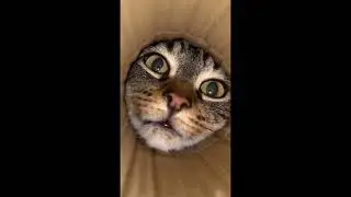 Cute cats videos (Viral Cats) 2026