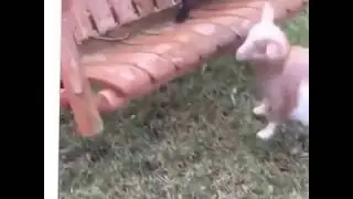 Goat Swing Failure Funny