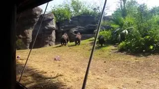 Epic Gorilla fight