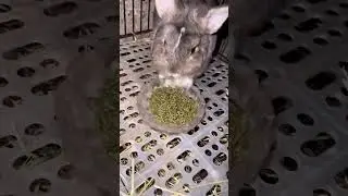 If im good no thanks was a rabbit