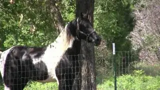 Stallion in Texas for sale and standing at stud. Sire of history making MFTHBA. Isn't he handsome?