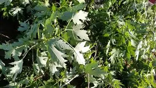 How to Start A Fire With Fresh Cut (GREEN) Wood