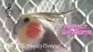 Monty The Naughty Cockatiel's weekly moments. ❤️❤️part 146❤️❤️.