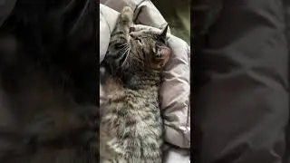 Montu Yatak Olarak kullanan Dudu