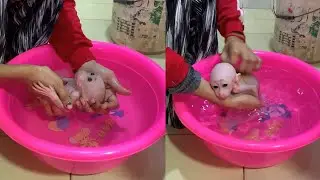 Gentle Bath Time for Newborn Baby Monkey 🛁 | Soft Care & Trust