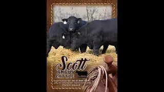 Scott Angus Cattle - Annual Production Sale