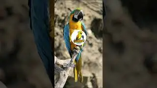 The Funniest Parrot on YouTube Right Now 🦜🔥#talkingparrot  #funnyparrot  #funny