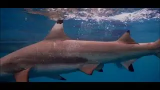 Shark city in palau