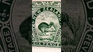 New Zealand kiwi bird