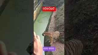 #odiapilati #odiapila #animal #tiger #zoo #animals #nandankananzoologicalpark #cuttack #odisha