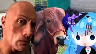 Milky React To Daily Dose Of Internet Memes Compilation