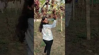 Theni Grapes Farm 🍇😃 @MerlinMithun22 #theni #explore #travel #shorts #short #shortvideo