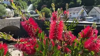Crimson Bottlebrush | Callistemon citrinus | Free Footage for MOAH Members