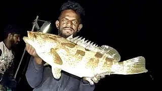 Catching Mangrove Jack, Grouper Fish & Marine Cat Fish in the Sea
