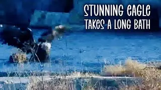 Gray Seal Spine Tower Camera ▪︎ Eagle Takes A Long Bath ▪︎ 12/21/25 ▪︎ Explore.org 