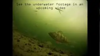 Yellow Perch Ice Fishing with Underwater GoPro and MarCum