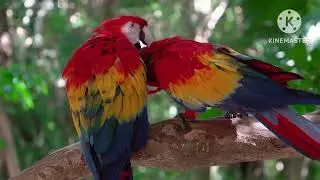 5 razões do porquê Araras São os piores pets para iniciantes!!!!