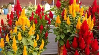 THE BEAUTIFUL FLOWER SHOW