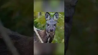 Запах ангела, клыки демона. Кабарга
