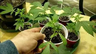 For Your Viewing Pleasure, Garden Grind!!!