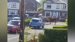Escaped bull stands near Cheshire primary school moments after charging at parents