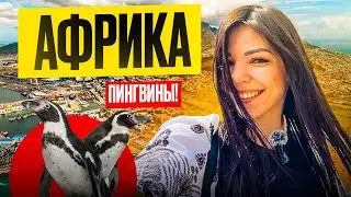 АФРИКА| ПИНГВИНЫ| ВИНОДЕЛЬНИ| ФЕРМЫ| ПОЛЕТ НА ВЕРТОЛЕТЕ