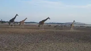 GIRAFFE 🦒 BEISA ORYX WAITING FOR ALFALFA PELLETS FOOD