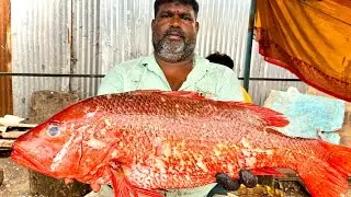 #KASIMEDU MINNAL RAJA RED SNAPPER FISH CUTTING #KASIMEDU MEENGAL 🐠 