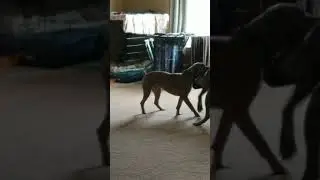 Big Dogs Huge Paws Whitney