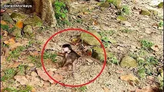 Small baby Timo run away from mom.Old mother Timo not care leave Timo walk alone