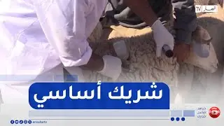 فلاحة / الصحة الحيوانية ضمن الأولويات ..  مخابر وعمادة خاصة للبياطرة قريبا