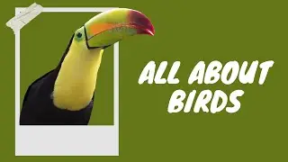 Birds Galore l Fun Facts and Fascinating Feathers! 🐦📚