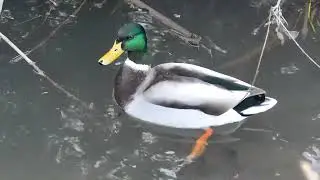 On the Ponds