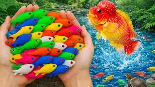 Catching Freshwater Beauties – Eel, Crayfish, Carp & More, #SKFish024