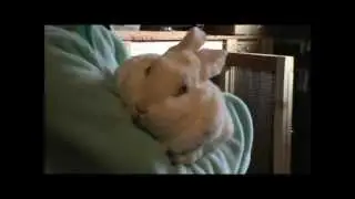 Mr. Whiskers Talks to Ambrea